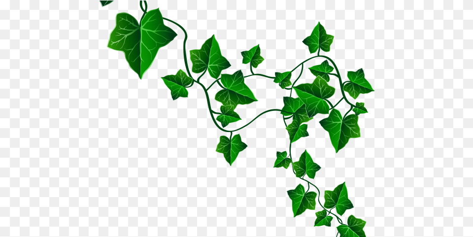 Vine Clipart Transparent Background Ivy Leaves Drawing, Leaf, Plant, Green Free Png Download