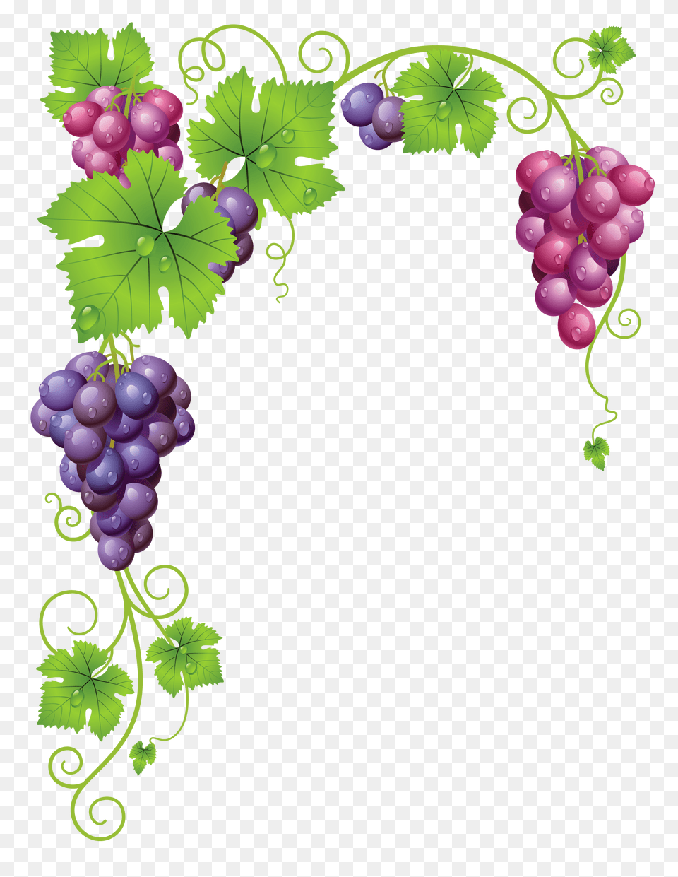 Vine Clipart Vineyard Grape, Food, Fruit, Grapes, Plant Free Png Download