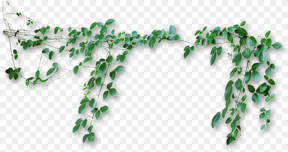 Vine Computer Icons Photography Transparent Background Vines, Plant, Ivy, Leaf Free Png