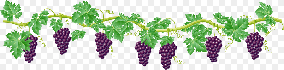 Vine Decorative Element Clipart Picture Grape Vine Clipart, Food, Fruit, Grapes, Plant Png Image