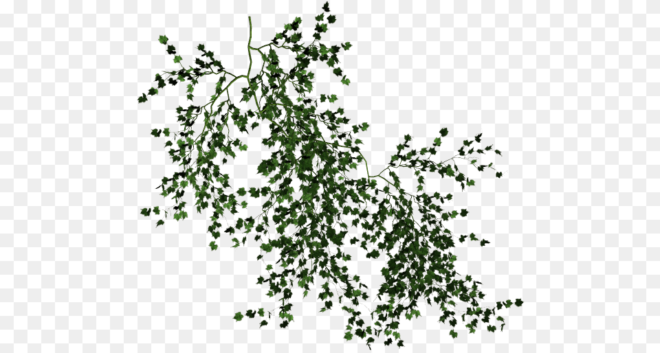 Vine Desktop Wallpaper Tree Clip Art Transparent Background Vine, Plant, Leaf, Ivy Png Image