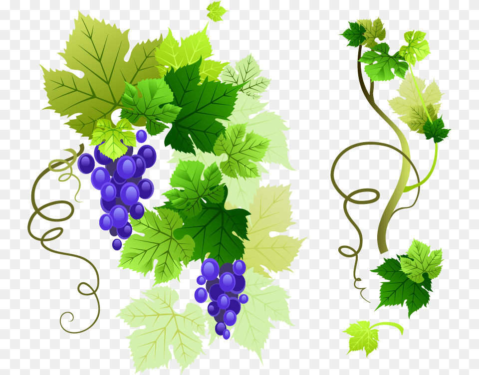 Vine Grape Vine Vector, Food, Fruit, Grapes, Plant Png