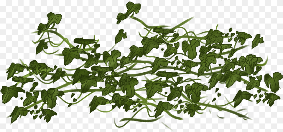 Vine Ivy Clip Art Ivy Vines Transparent, Leaf, Plant, Green, Herbs Png Image