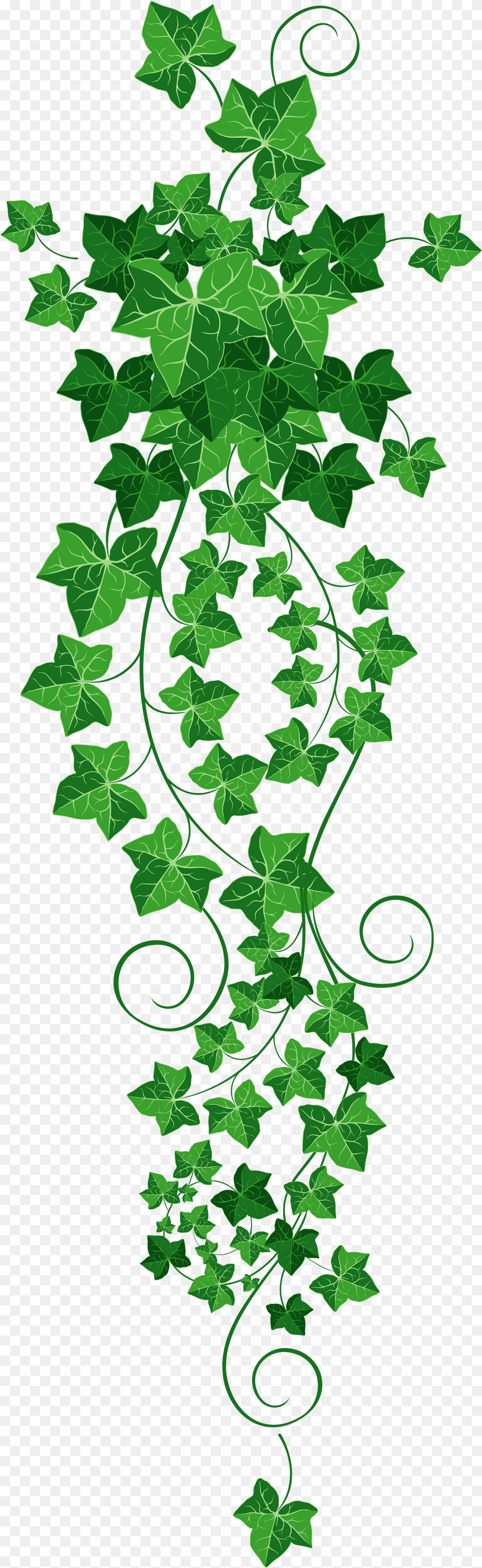 Vine Ivy Clipart Picture Ivy Clip Art, Plant, Green Png Image