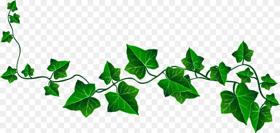 Vine Ivy Decoration Clipart Picture Alpha Kappa Alpha Ivy, Leaf, Plant, Green Free Png Download