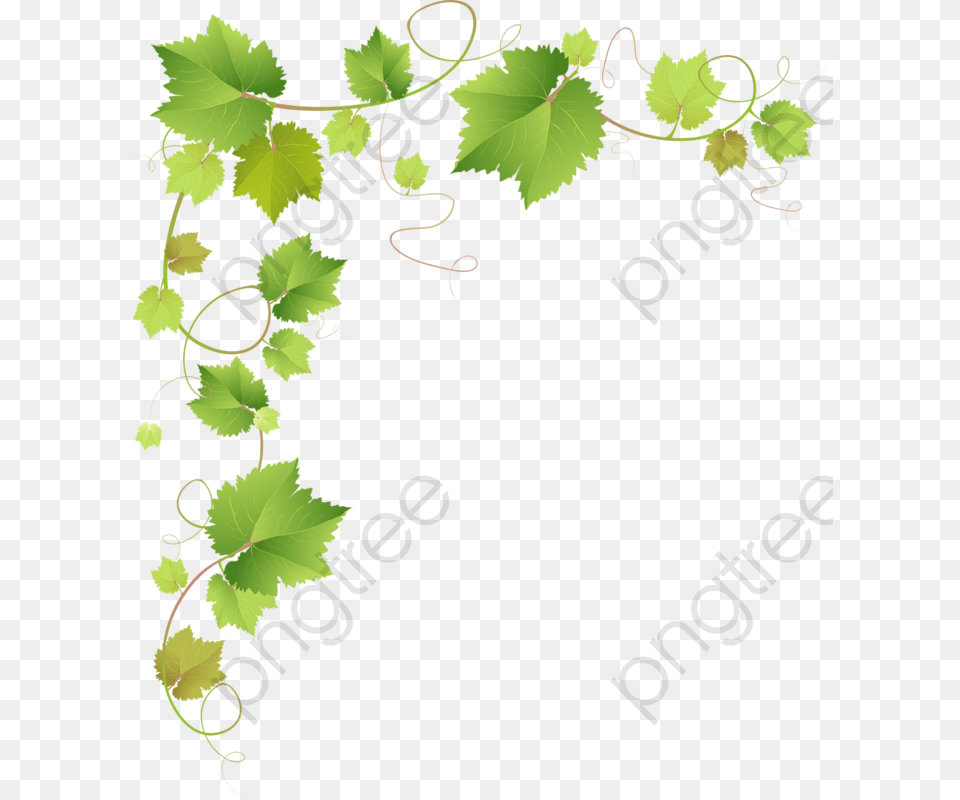 Vine Leaves Background, Leaf, Plant Png