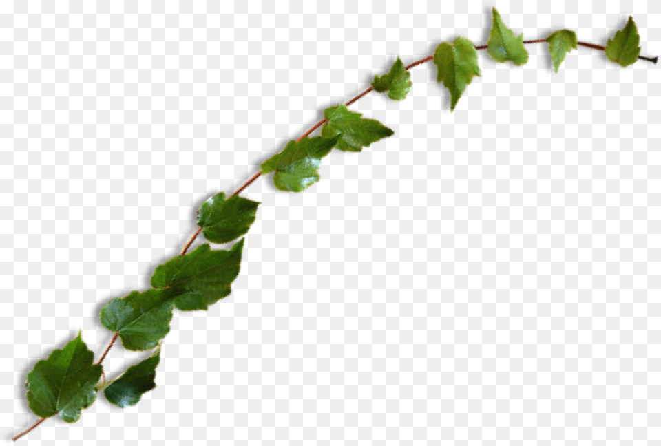 Vine Leaves Plant Green Ivy Freetoedit Leaves Transparent Instagram, Leaf Png Image