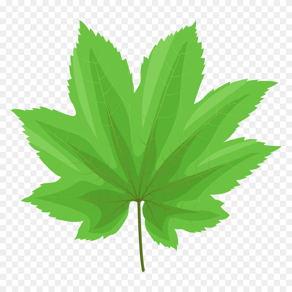 Vine Maple Green Leaf Clipart, Plant, Tree, Maple Leaf Png