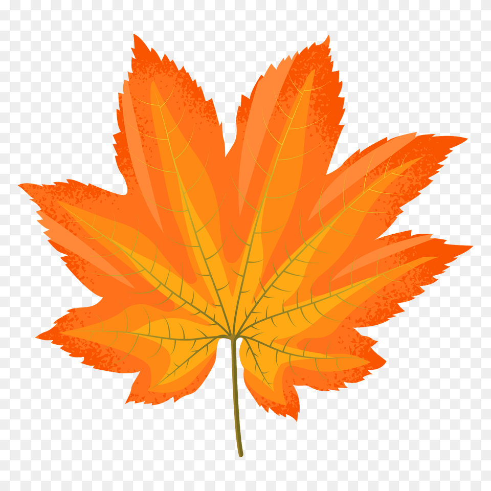 Vine Maple Yellow Leaf Clipart, Plant, Tree, Maple Leaf Free Png