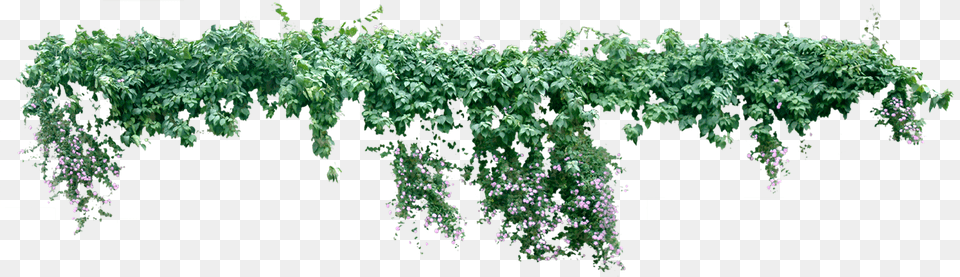 Vine Plant Liana Tree Creeper Plant Png Image