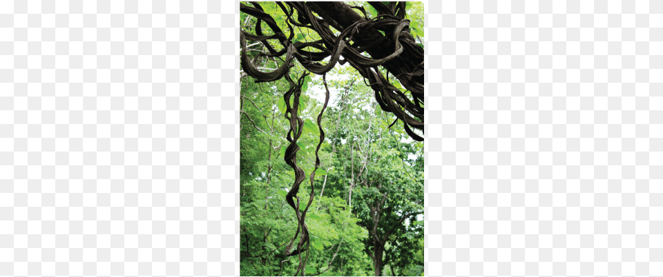 Vine Stock Photography, Jungle, Vegetation, Tree Trunk, Tree Png Image