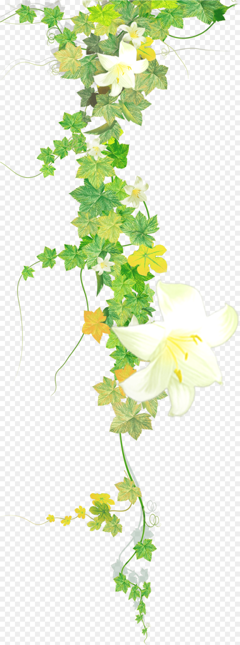 Vine Transparent Flower Vine, Leaf, Plant, Petal Free Png Download