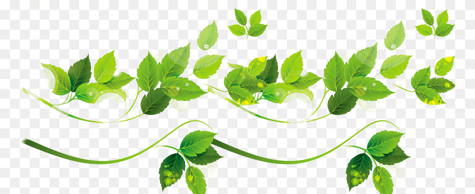 Vine Vector Plant Illustrator Leaf Cector, Green, Herbal, Herbs Png Image