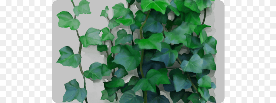 Vines Climbing Plant Doormat Vine, Ivy, Leaf Free Png