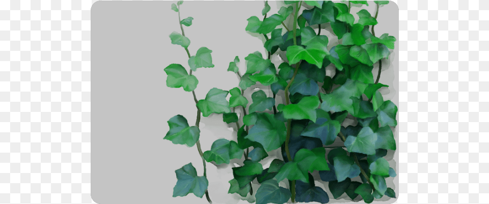 Vines Climbing Plant Doormat Watercolor Vines, Ivy, Leaf, Vine Free Transparent Png