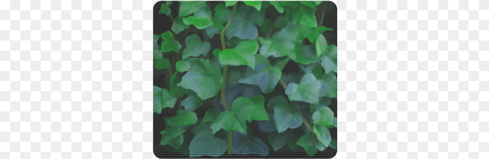 Vines Climbing Plant Men39s Clutch Purse Model Stone Wall, Ivy, Leaf, Green, Vine Png