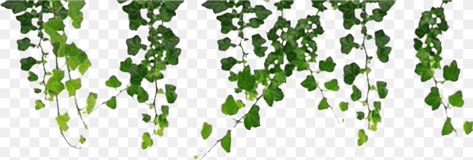 Vines Clipart Aesthetic, Plant, Vine, Leaf, Ivy Free Png