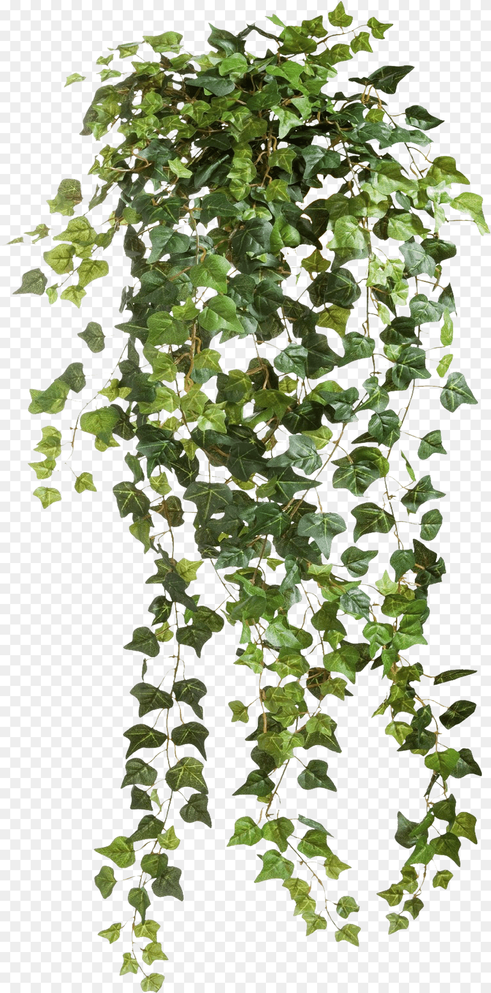 Vines Images Vines, Plant, Vine, Ivy, Leaf Png