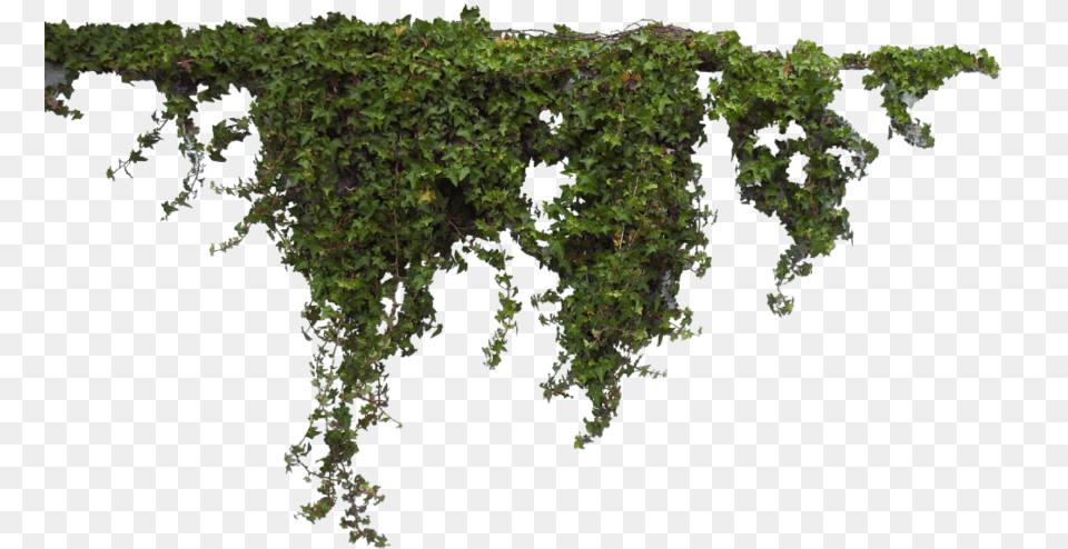 Vines Moss Ladymariacristina Ivy, Plant, Vine, Tree Png Image