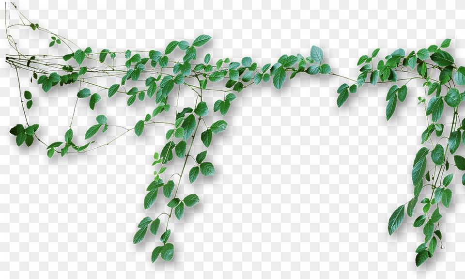 Vines Transparent, Plant, Vine, Leaf, Ivy Free Png