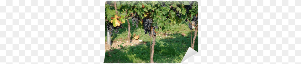 Vineyard, Outdoors, Nature, Produce, Plant Png Image