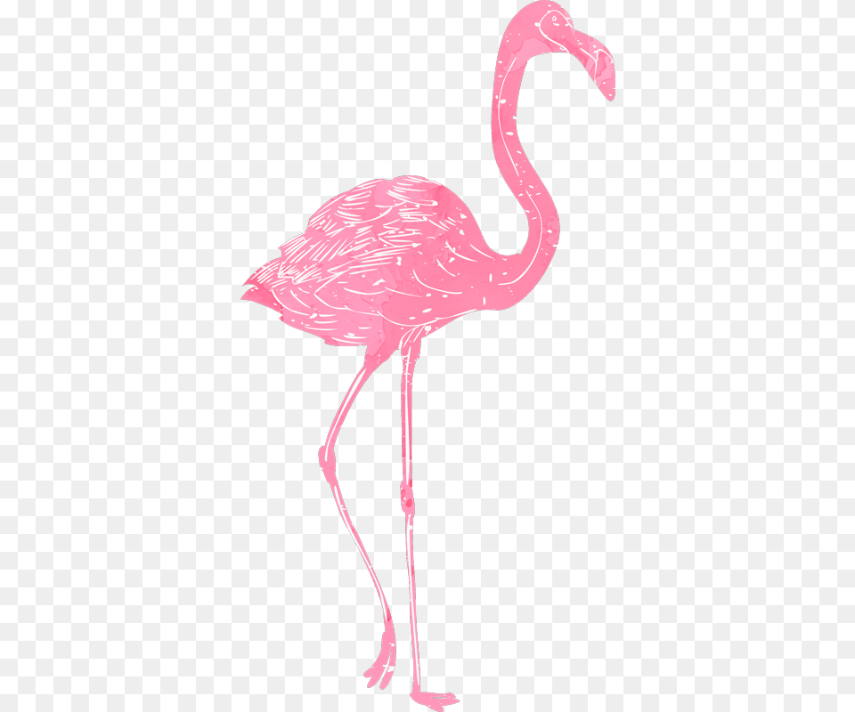 Vinilos De Flamencos, Animal, Bird, Flamingo, Adult Png Image