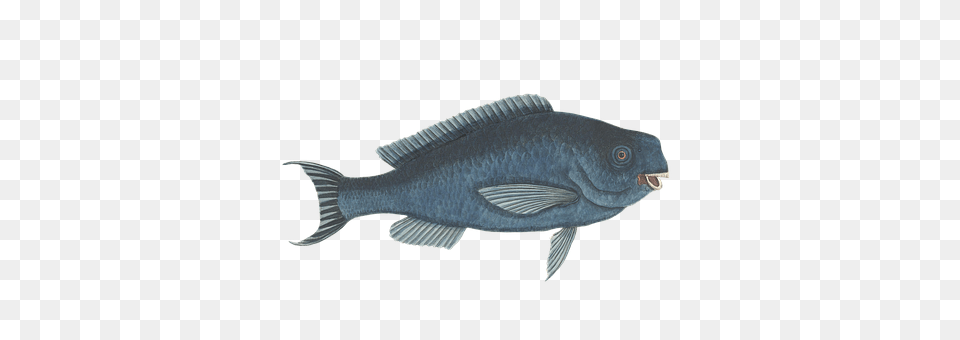 Vintage Animal, Fish, Sea Life Png Image