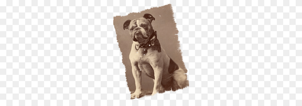 Vintage Animal, Canine, Dog, Mammal Free Png