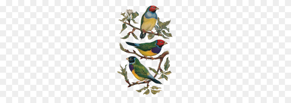 Vintage Animal, Bird, Finch, Beak Png