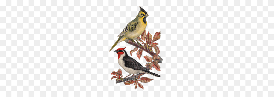 Vintage Animal, Bird, Finch, Beak Png