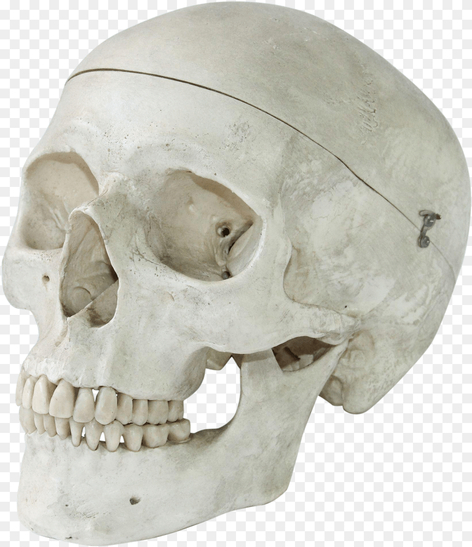 Vintage Anatomical Model Of A Human Skull Human Skull Art Model, Baby, Head, Person, Face Png Image