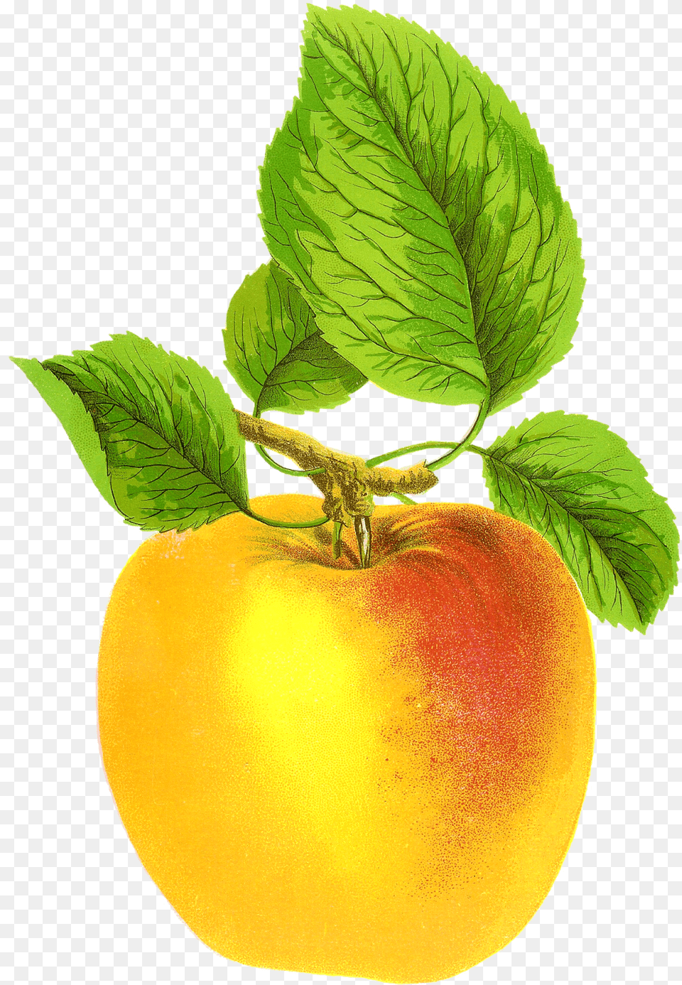 Vintage Apple Free, Food, Fruit, Plant, Produce Png Image