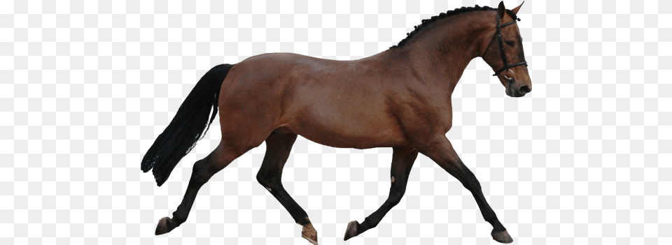 Vintage Apple Horses Howrse, Animal, Colt Horse, Horse, Mammal Png