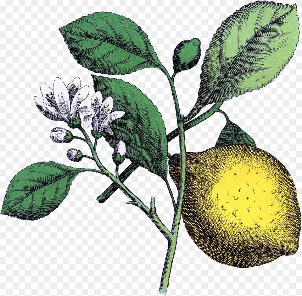 Vintage Avocado Tree Flower, Citrus Fruit, Food, Fruit, Leaf Free Png Download