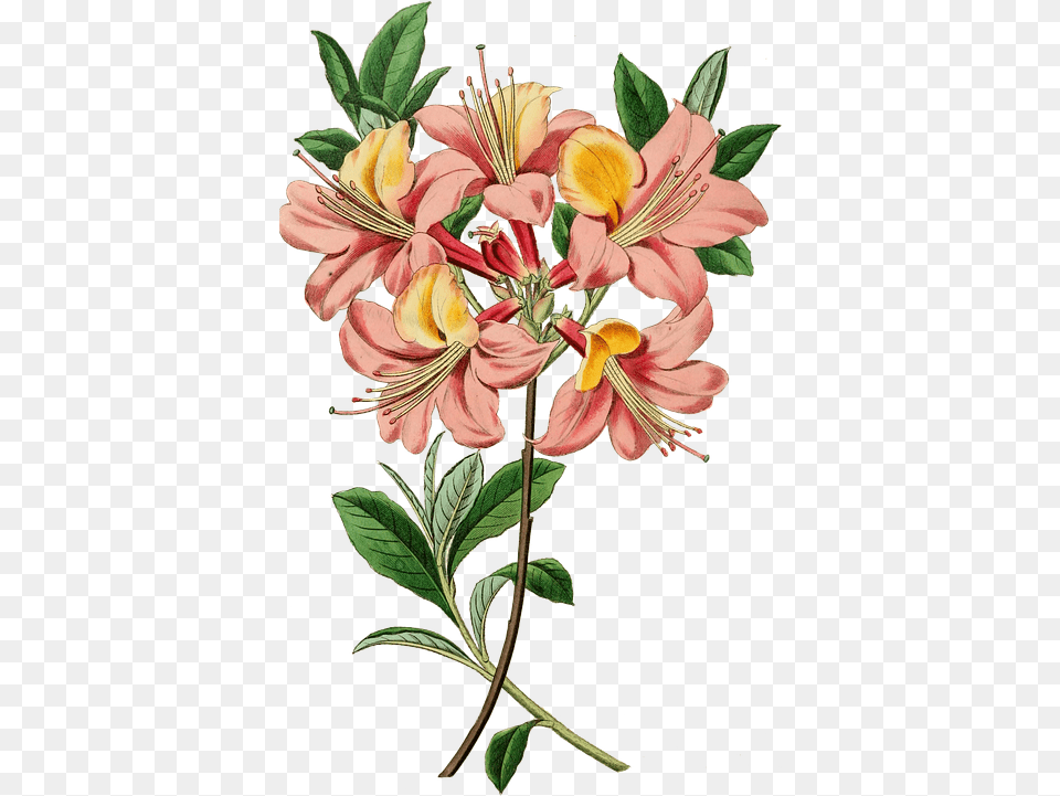Vintage Azalea Flowers Garden Vintage Floral Botanical Illustrations, Flower, Plant, Anther, Flower Arrangement Png