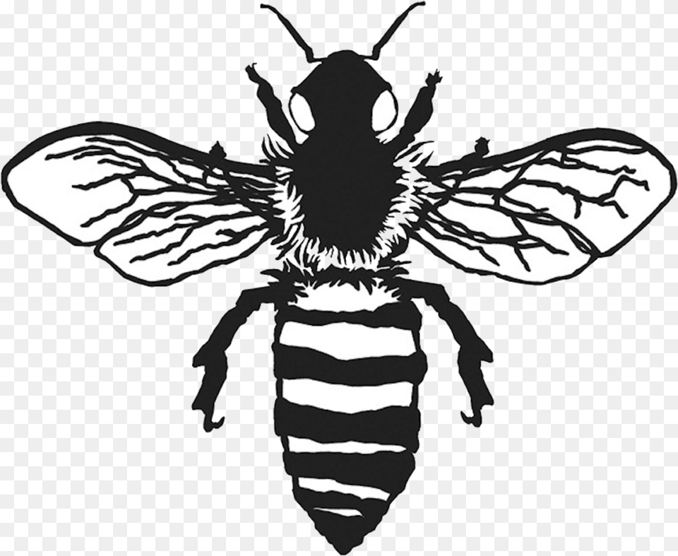 Vintage Bee Bee Clipart Black And White, Animal, Invertebrate, Insect, Wasp Png