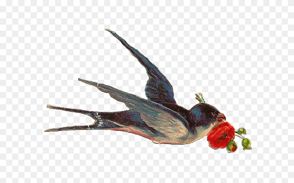 Vintage Bird, Animal, Beak, Plant, Rose Png