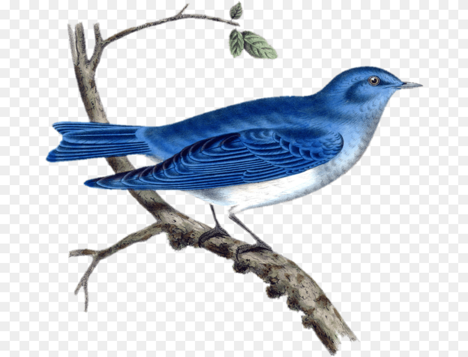 Vintage Bird Illustration Public Domain Clipart Public Domain Vintage Bird Illustration, Animal, Bluebird, Jay, Blue Jay Free Png Download