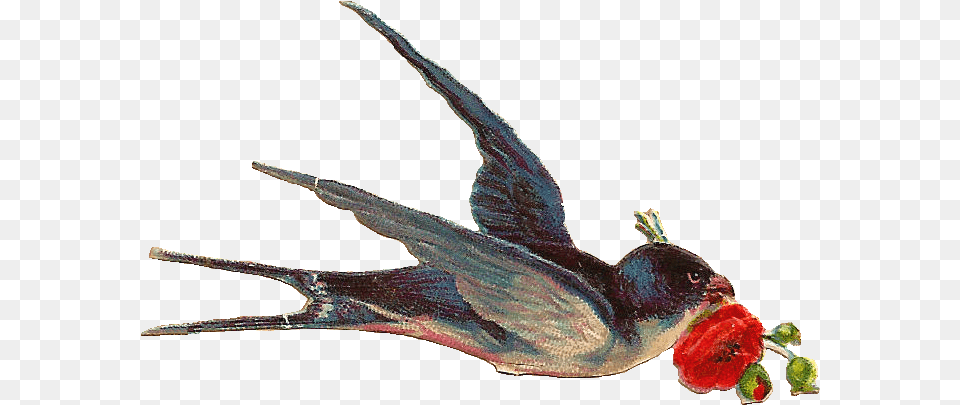 Vintage Bird Vintage Bird Clip Art, Animal, Finch, Beak, Produce Png
