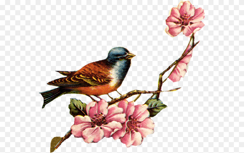 Vintage Birds And Flowers, Animal, Bird, Finch, Flower Free Png Download