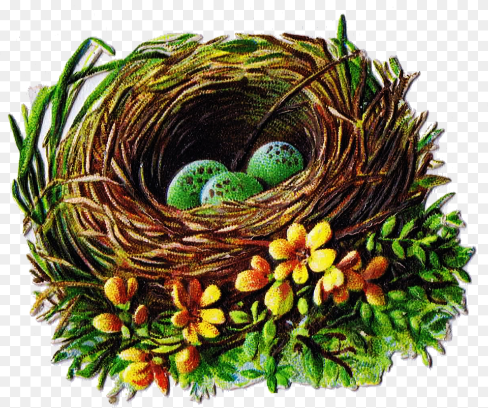 Vintage Birds Nest Bird Nest Images Hd Download, Plant Free Transparent Png
