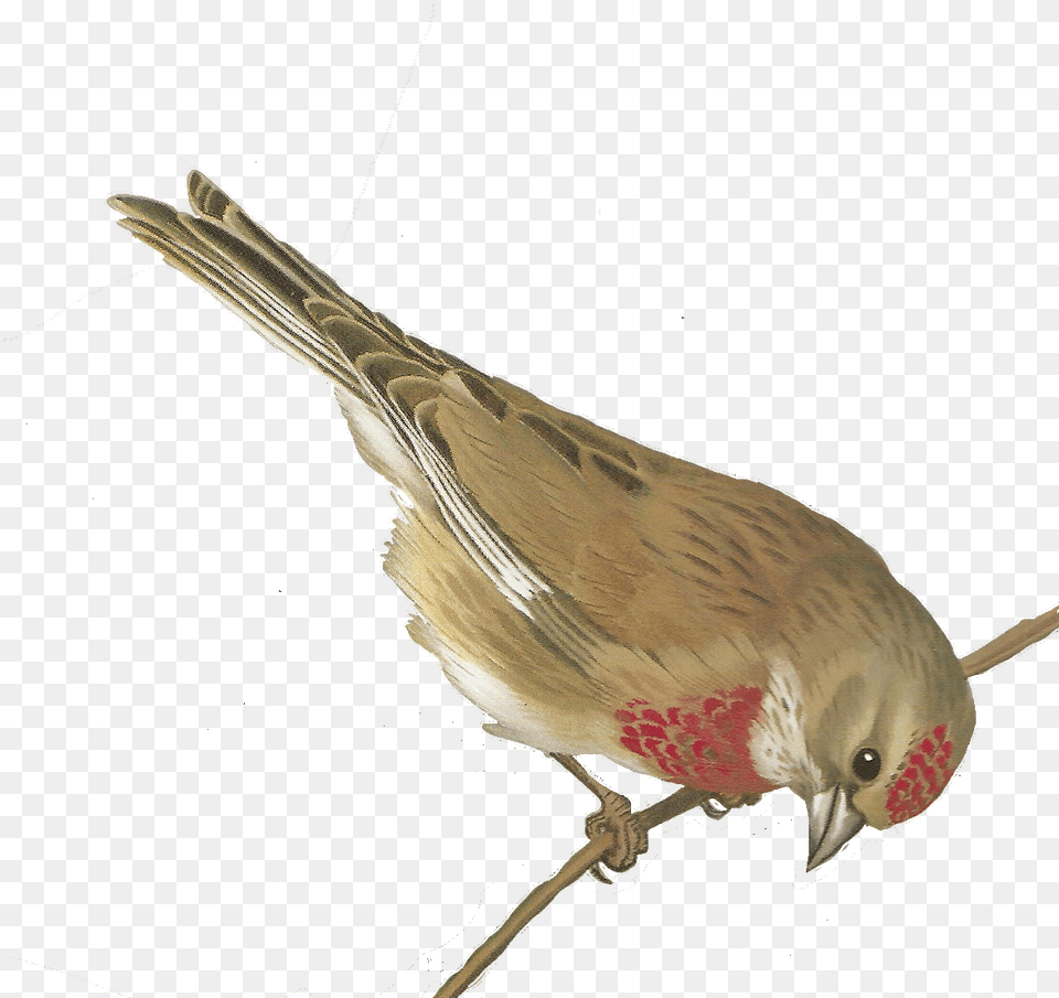Vintage Birds Printable, Animal, Bird, Finch, Anthus Png Image