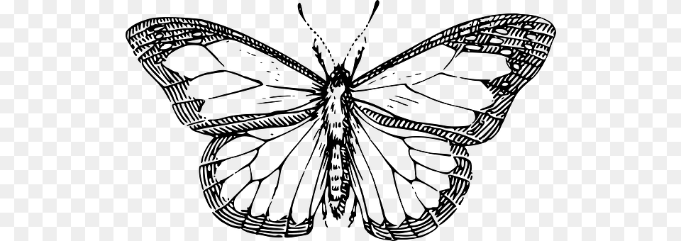 Vintage Black Butterfly Outline, Art, Animal, Insect, Invertebrate Free Png