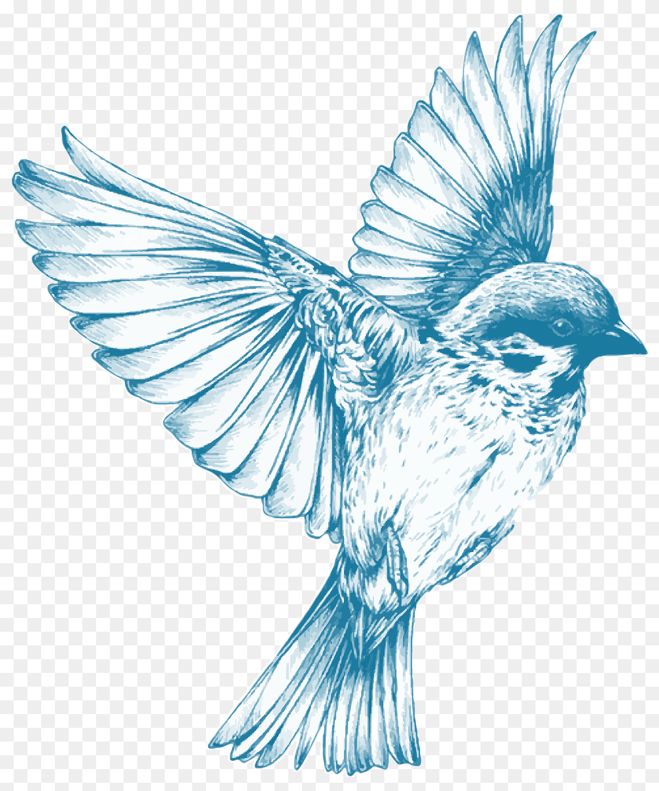 Vintage Blue Bird Clipart, Animal, Sparrow, Jay Free Transparent Png