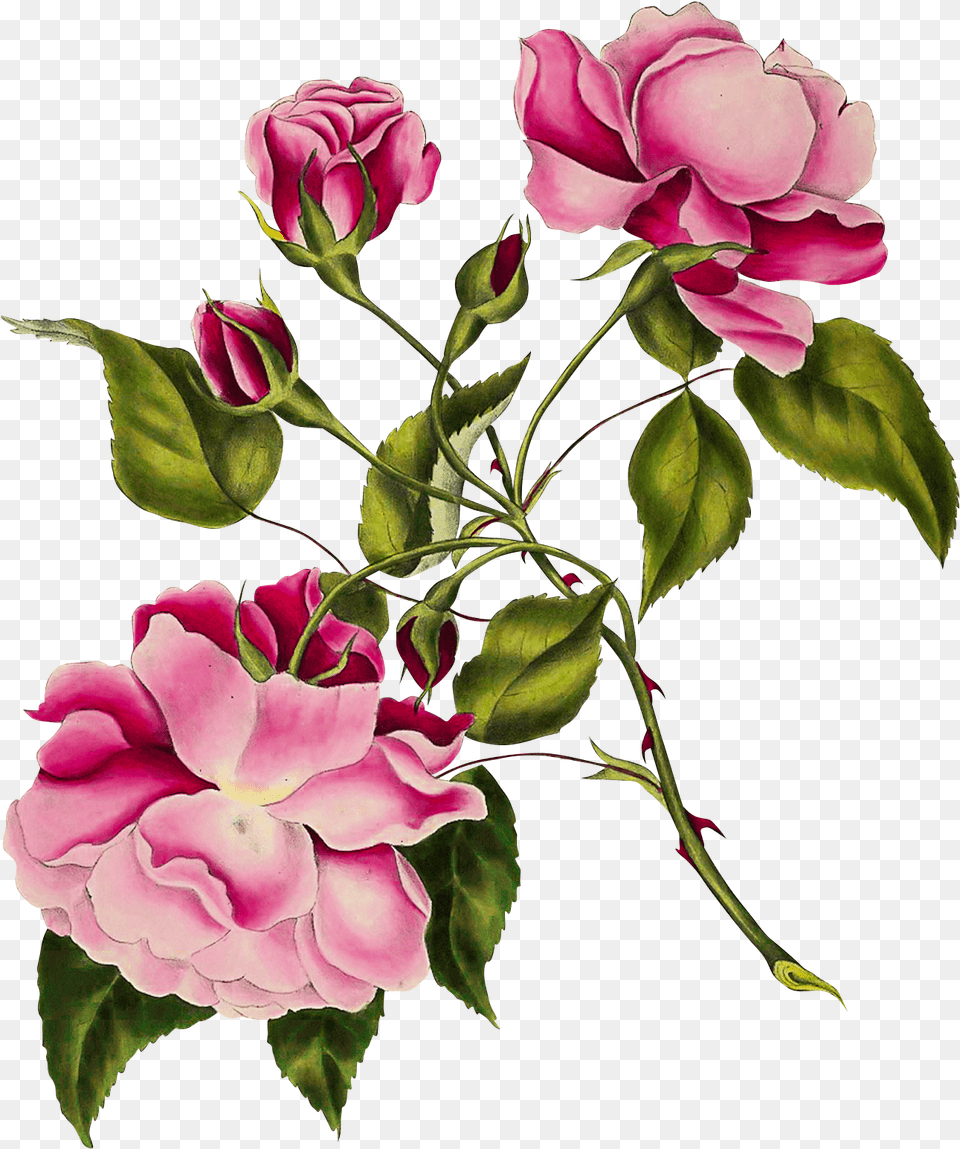 Vintage Botanical Calendar 2019, Rose, Plant, Petal, Geranium Free Png