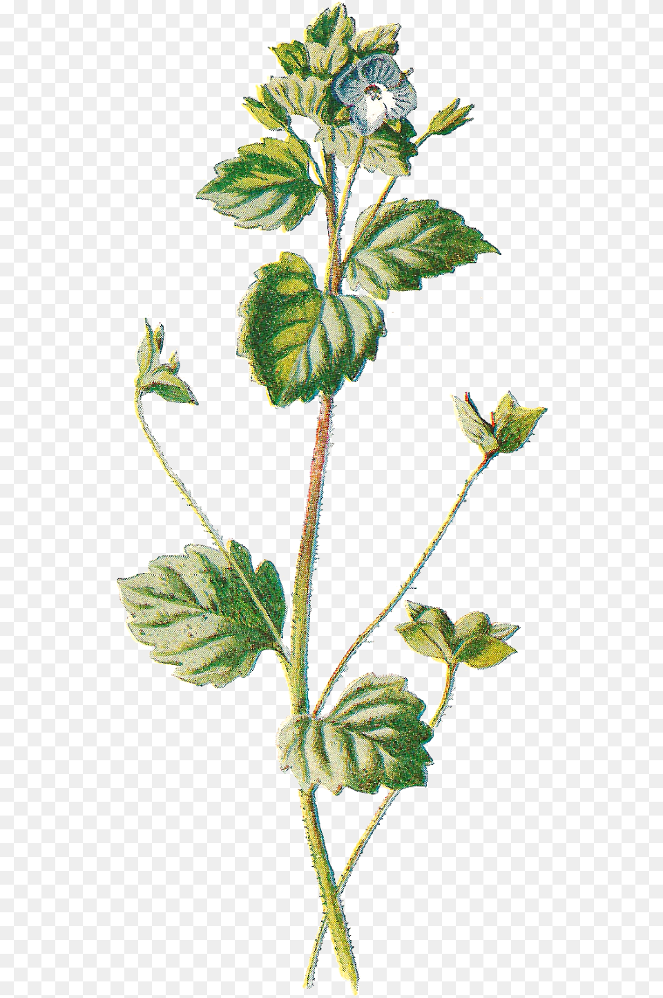 Vintage Botanical Illustration, Grass, Leaf, Plant, Herbs Free Png Download