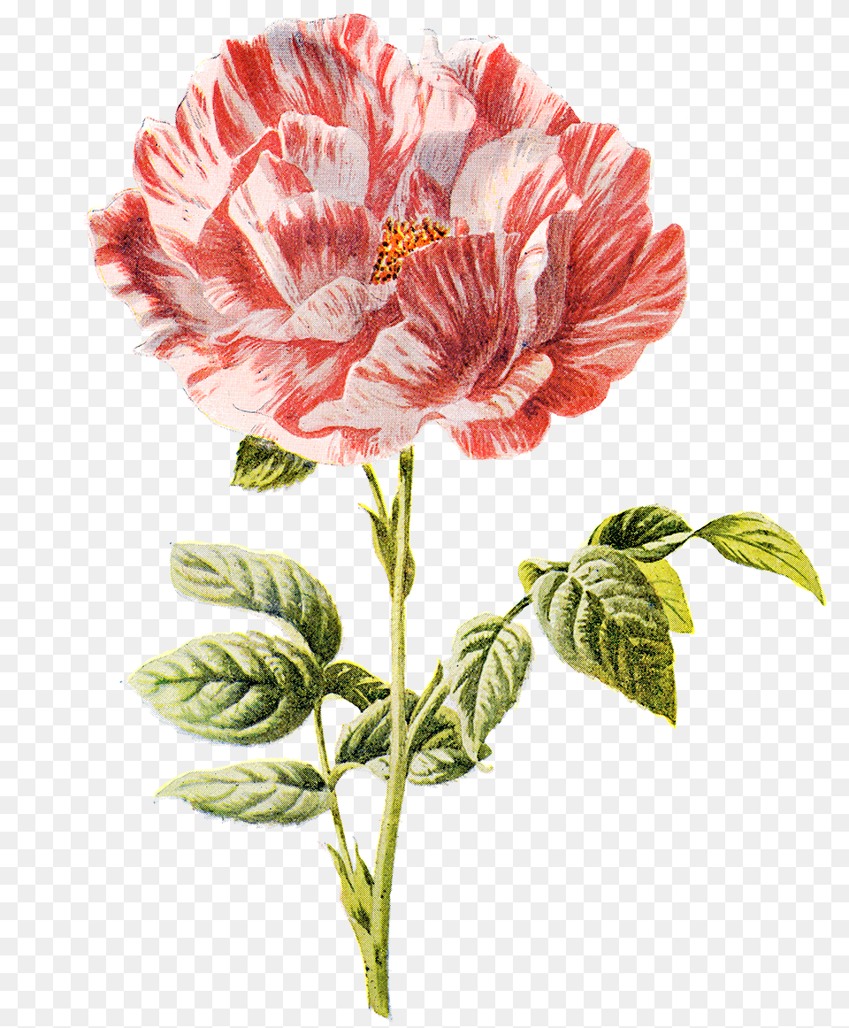 Vintage Botanical Illustrations, Flower, Plant, Rose, Anther Png Image