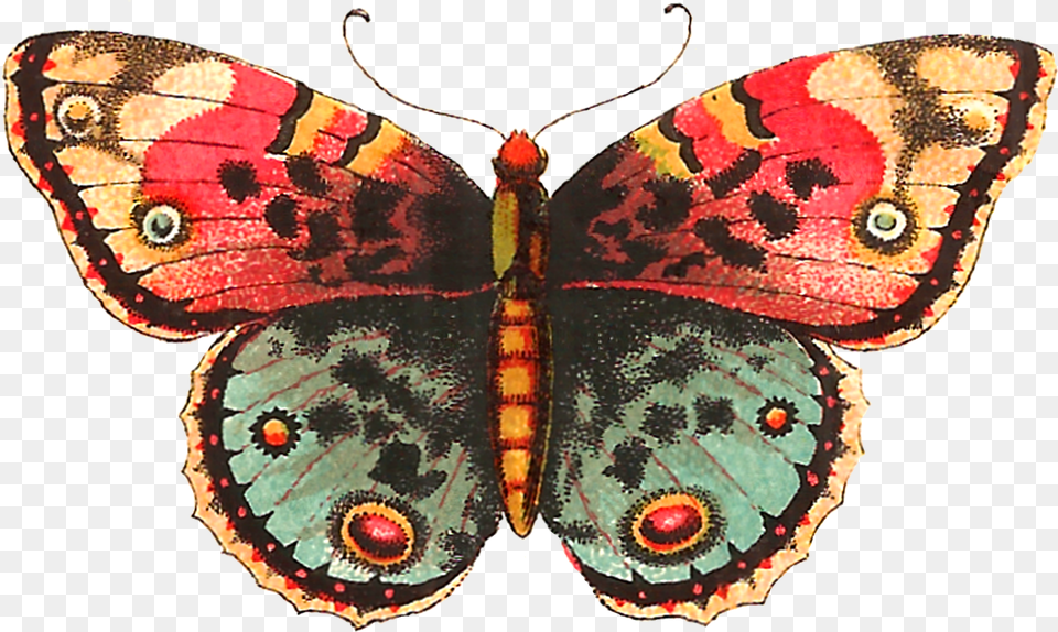 Vintage Butterfly Vintage Butterfly, Animal, Insect, Invertebrate, Moth Free Transparent Png