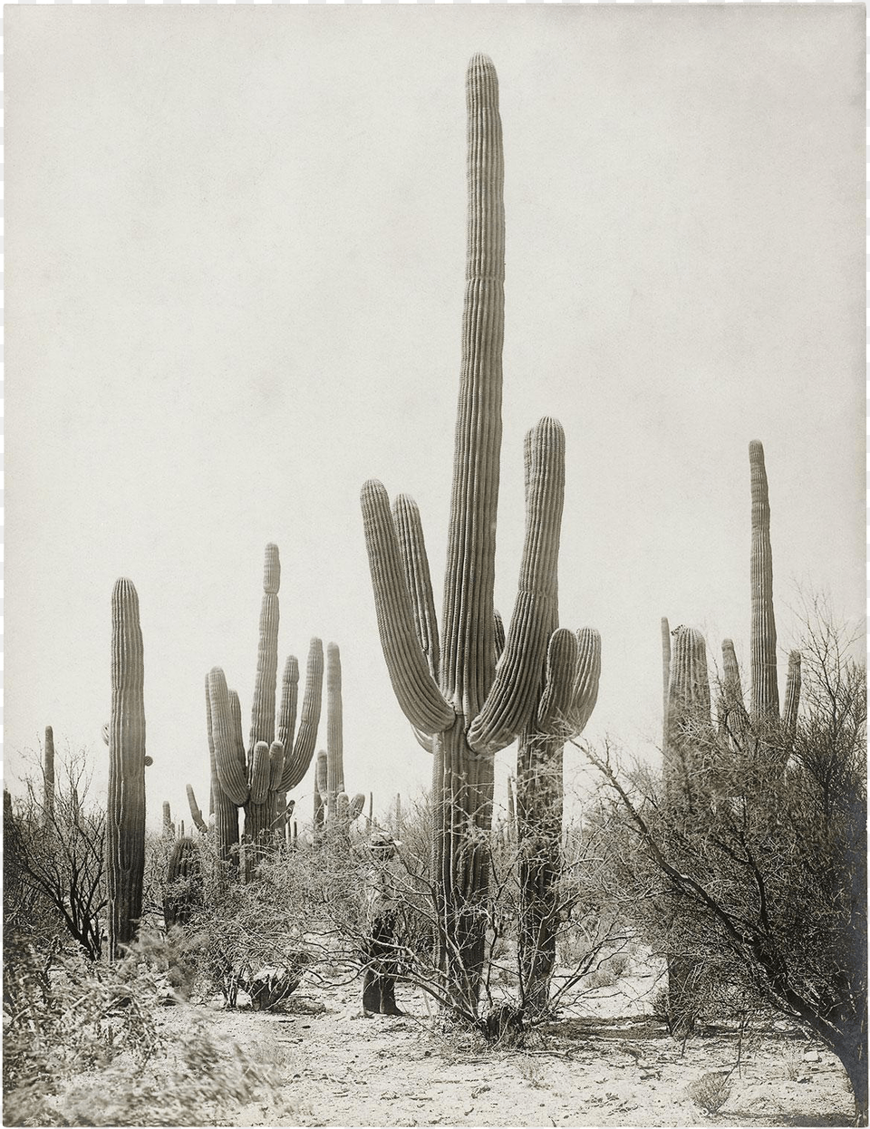 Vintage Cactus, Plant, Person Png Image