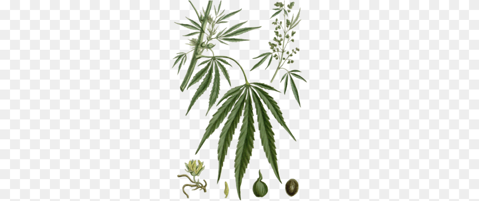 Vintage Cannabis Illustrations Fabric By Neilepi On Illustrations Of Cannabis, Herbal, Herbs, Plant, Hemp Free Transparent Png